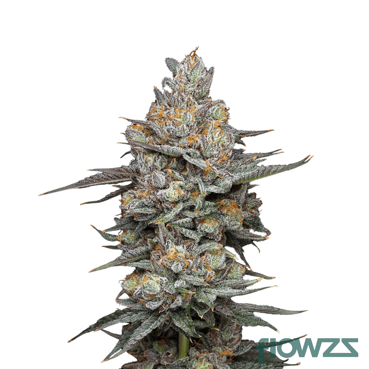 glazed-apricot-gelato-cannabis-strain