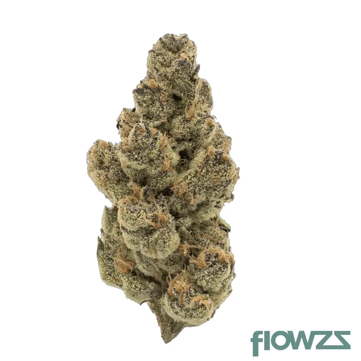 mgf-cann-snl-26-1-honey-suckle