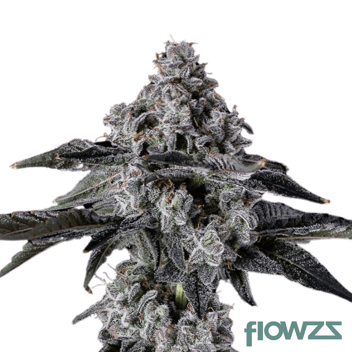 endgame-cannabis-strain