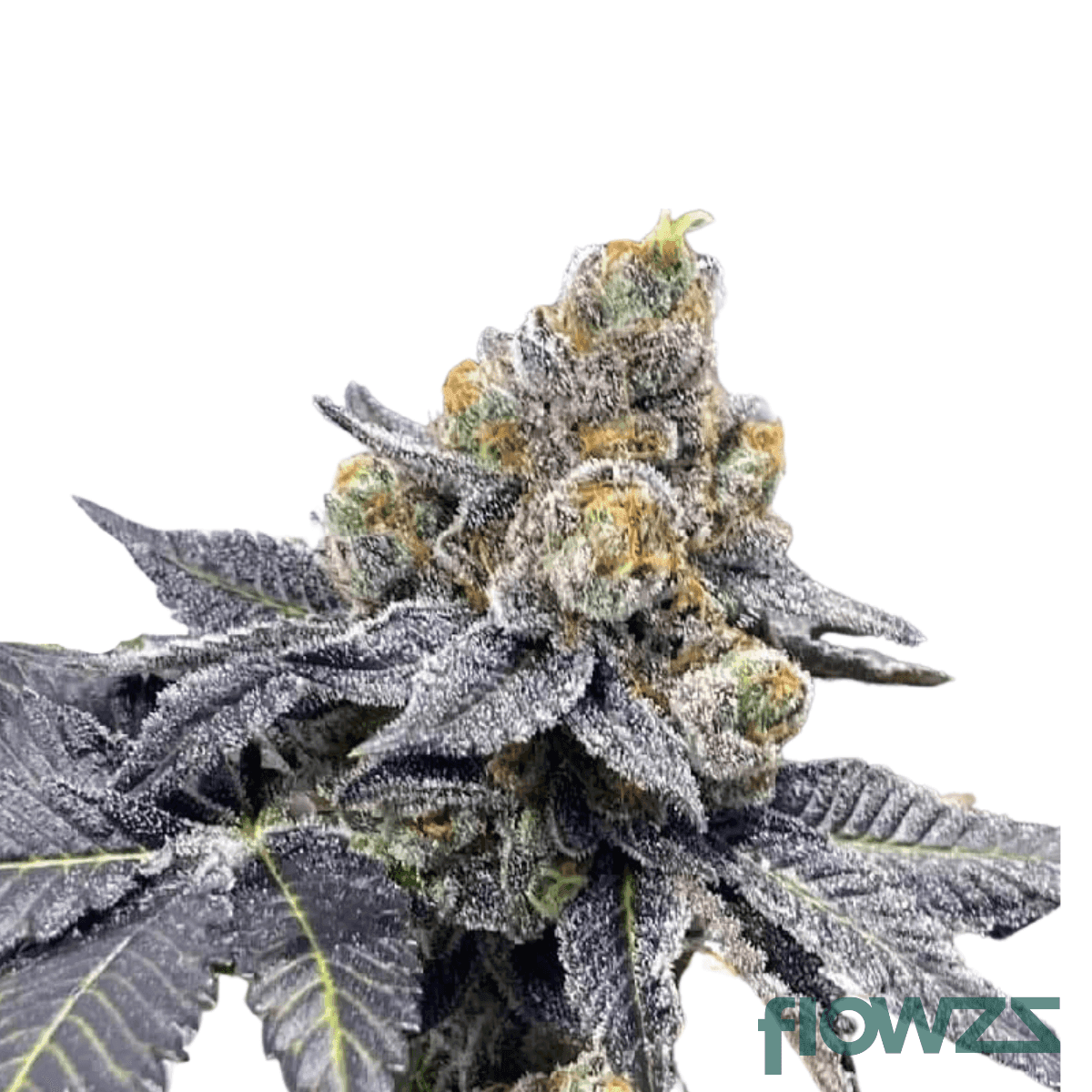 godfather-og-schroll-cannabis-strain