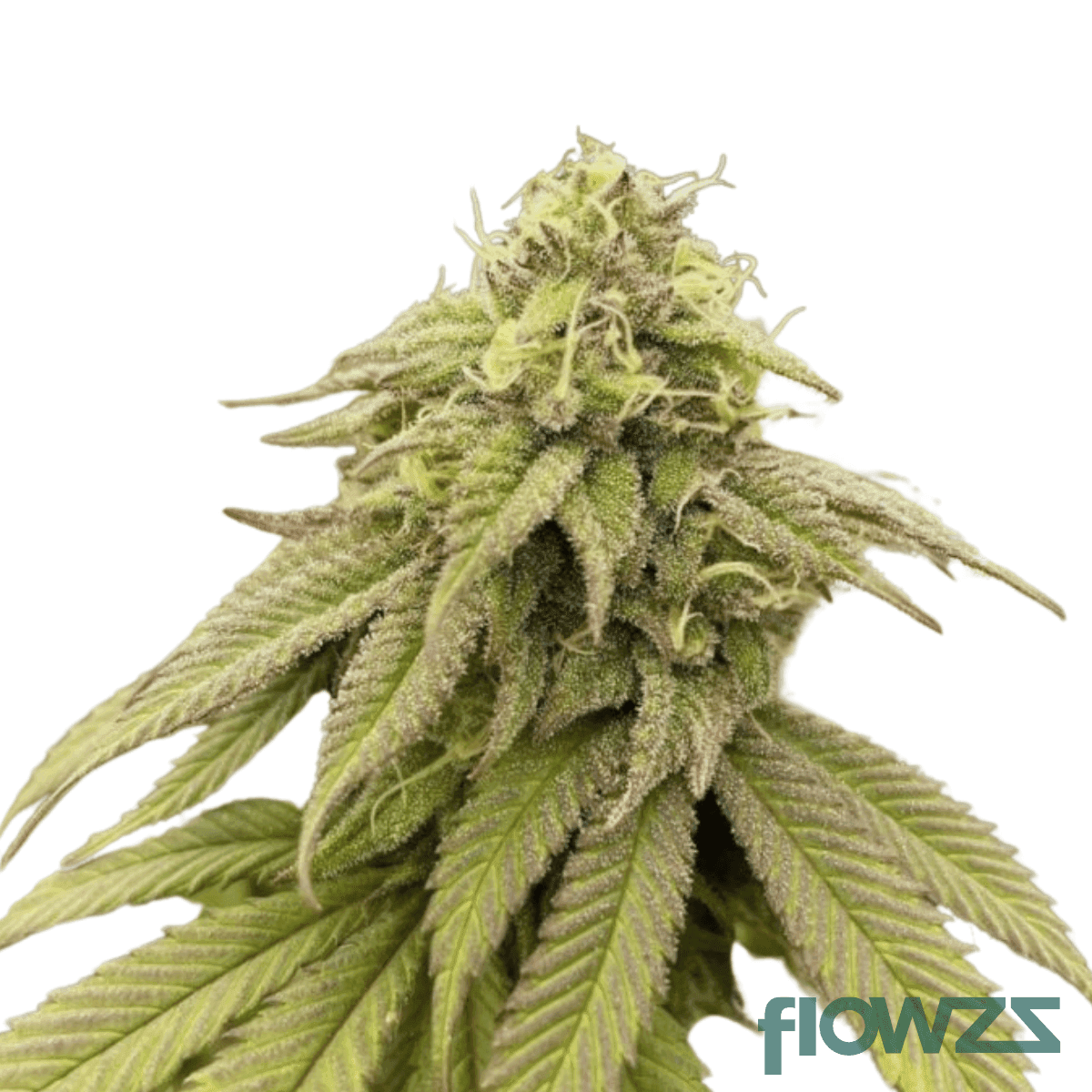 boss-haze-cannabis-strain