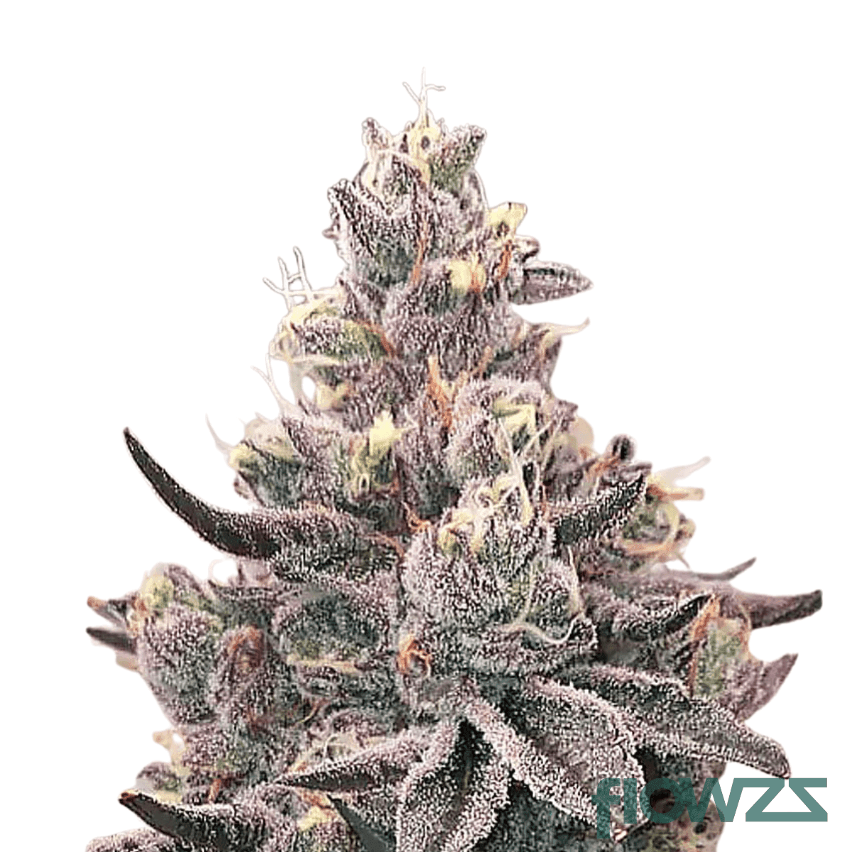 Apple Fritter x Purple Punch