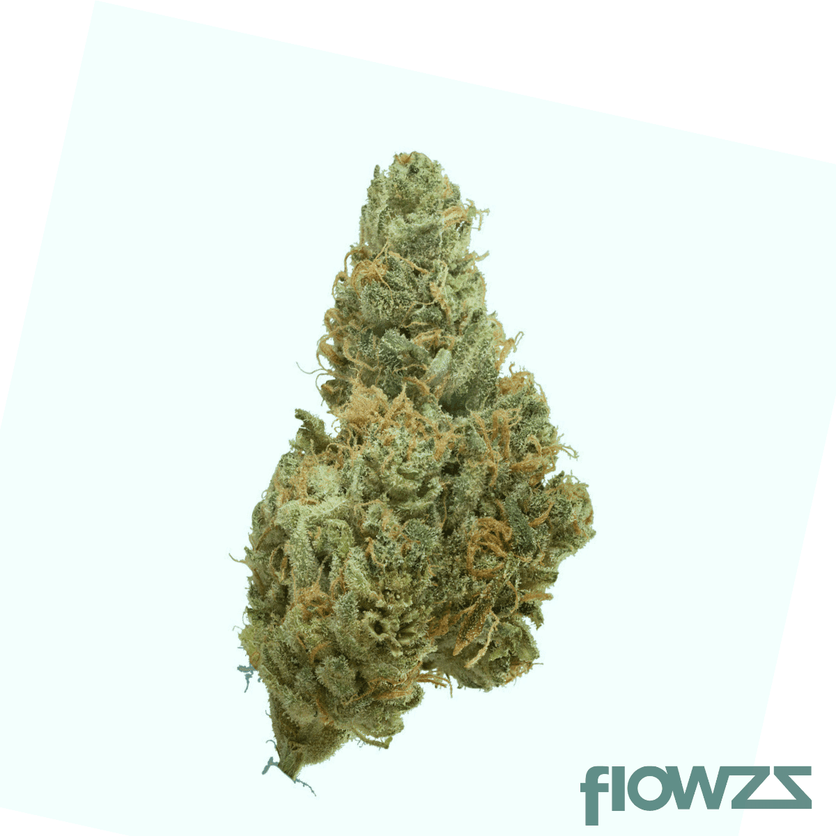 luana-25-1-donny-b-bunatic