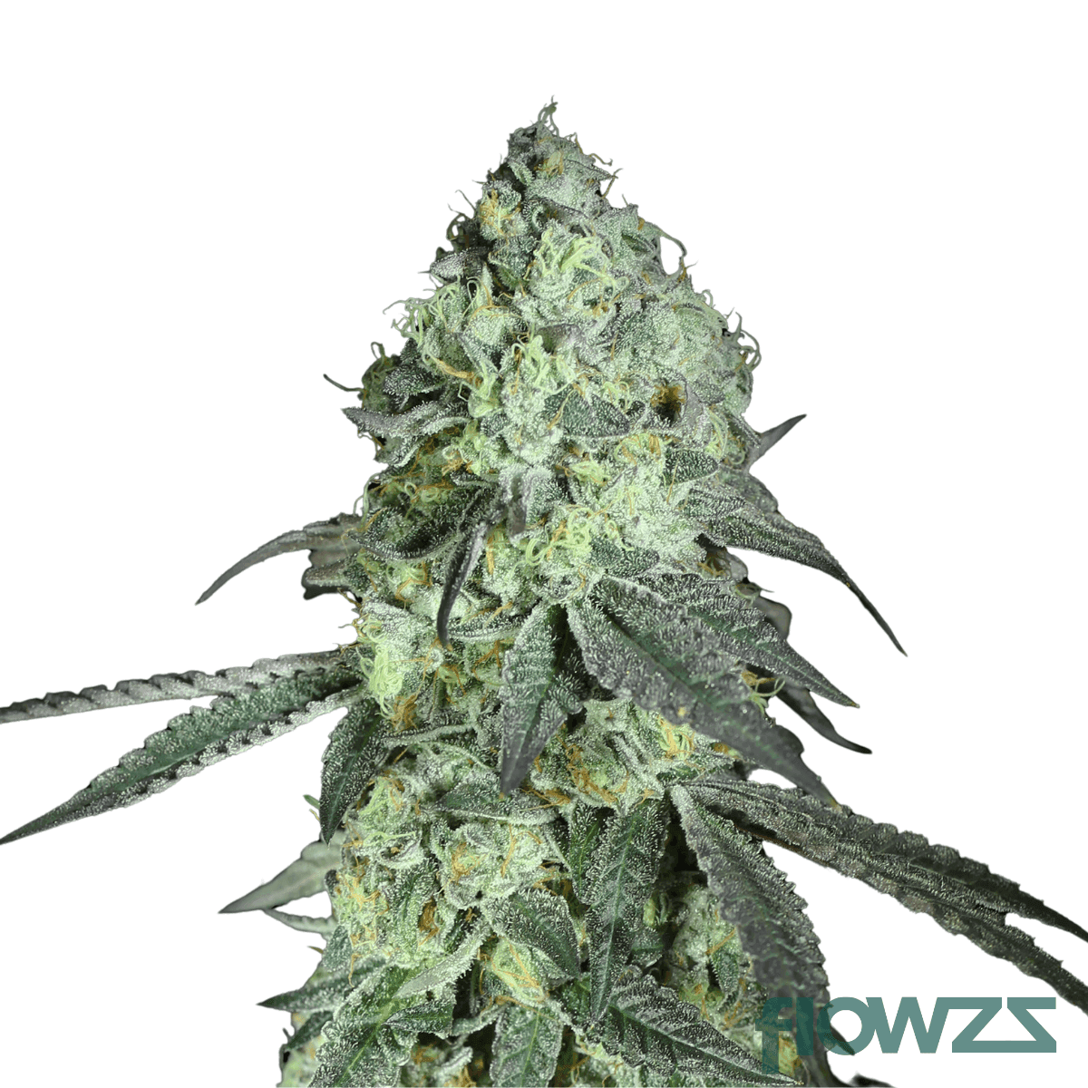 sawdust-swirl-cannabis-strain