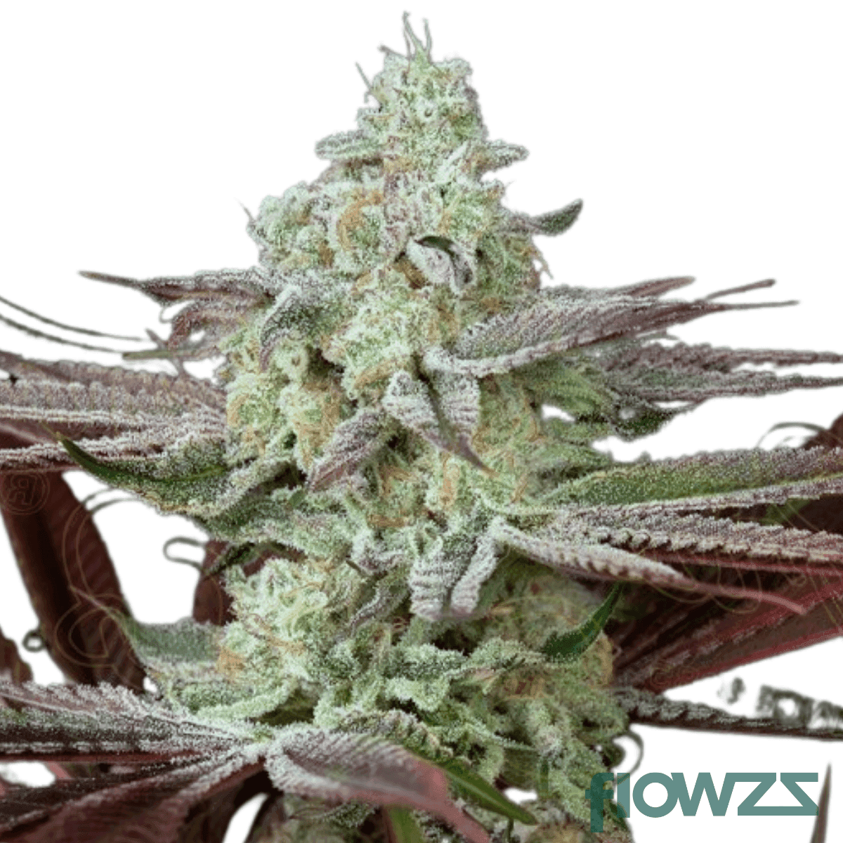 chemical-bride-strain