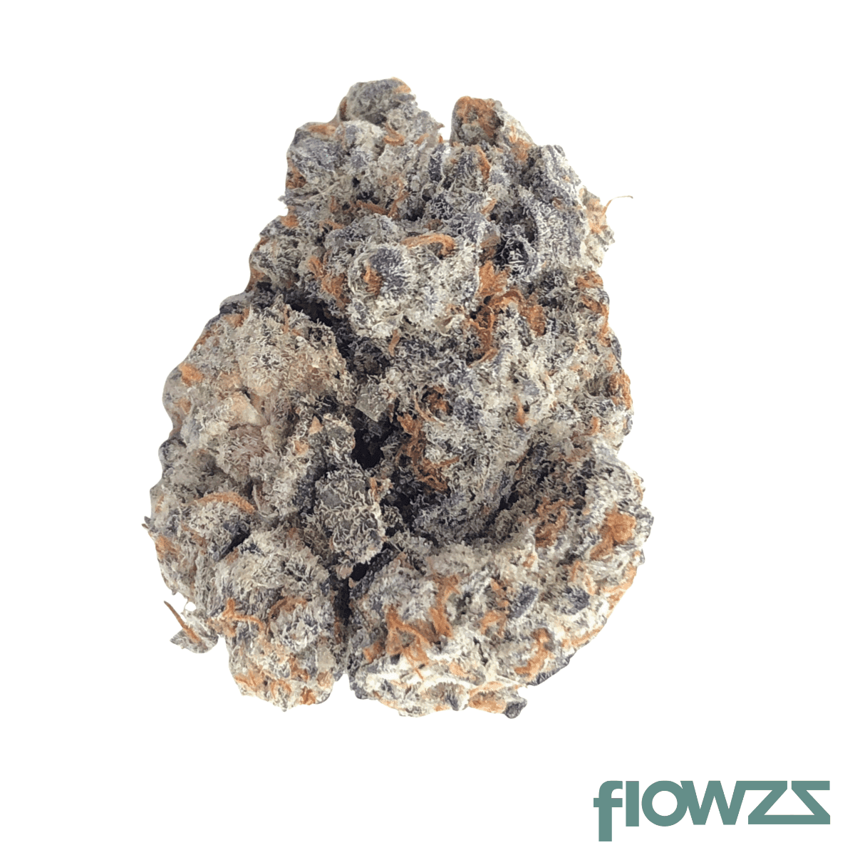 imc-go-thc23-jokerz-53