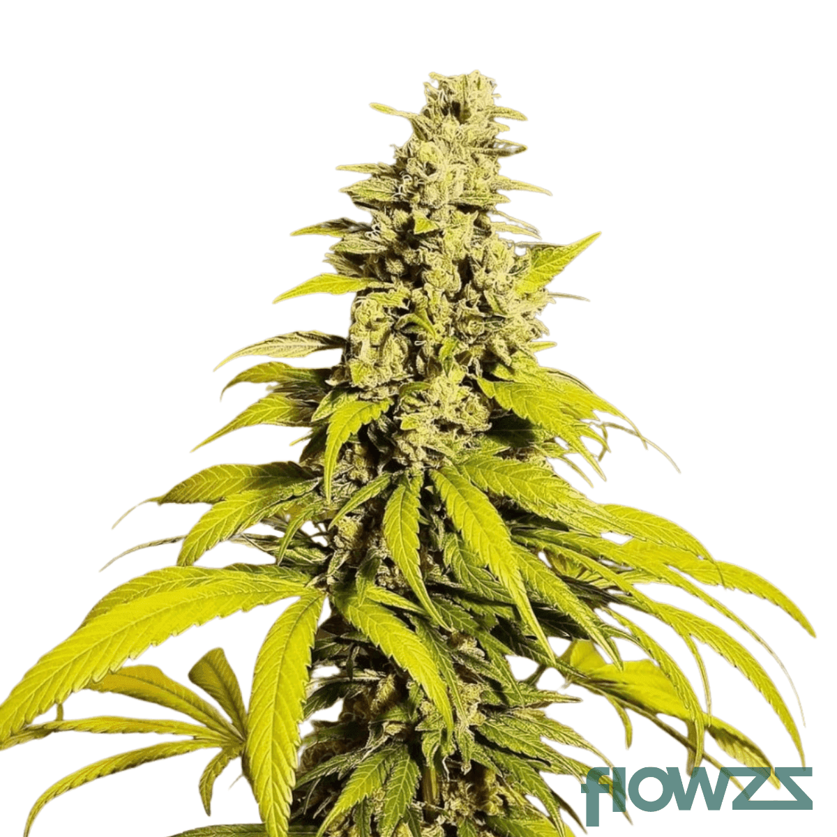 Tangy-Diesel-Cheese-cannabis-strain