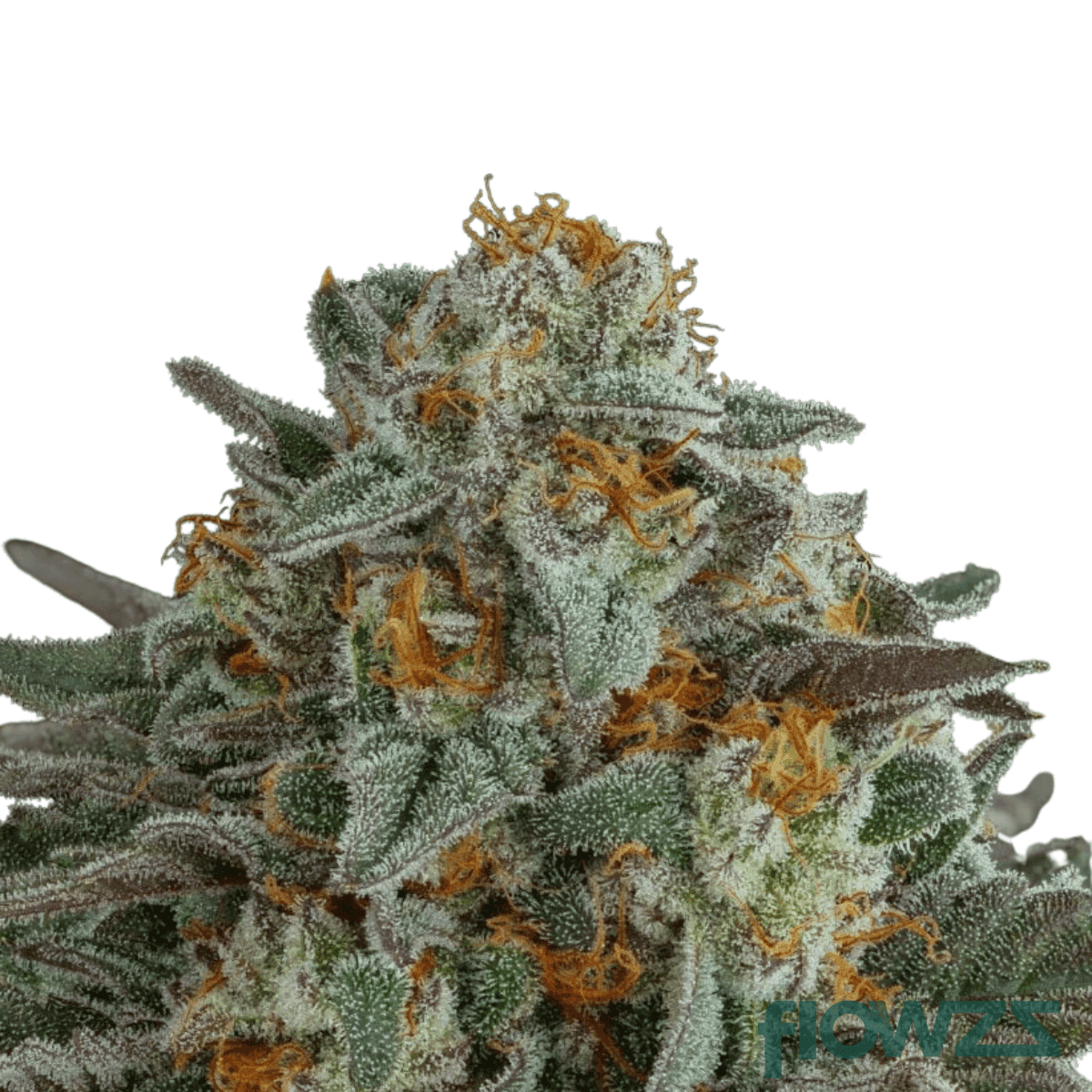 permanent-fruz-cannabis-strain