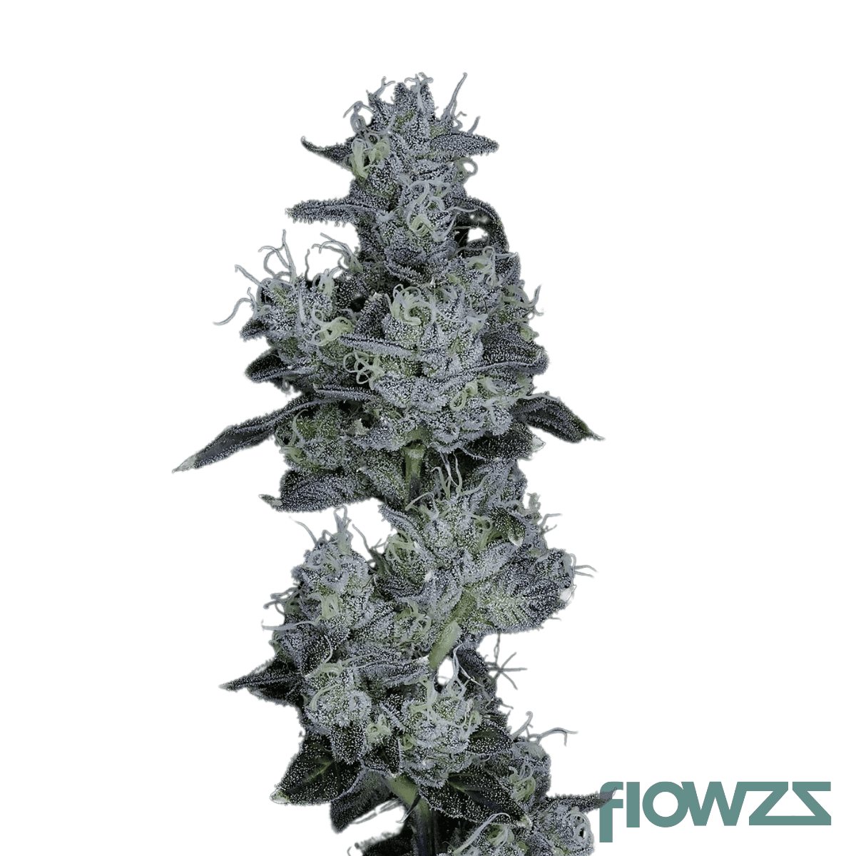 dark-rainbow-cannabis-strain