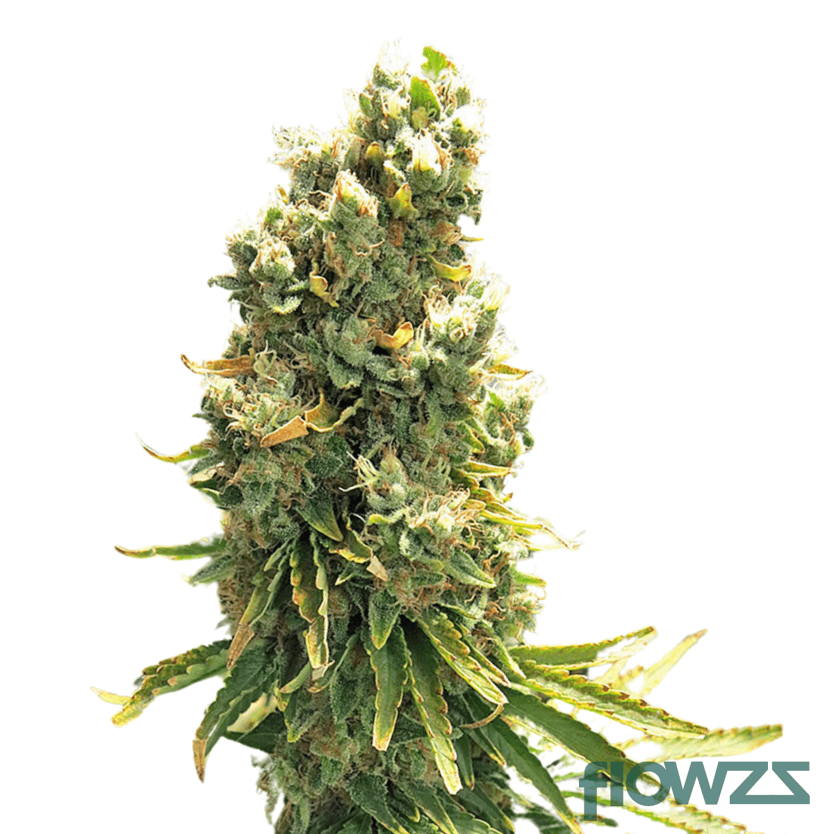 vanilla-ice-cannabis-strain