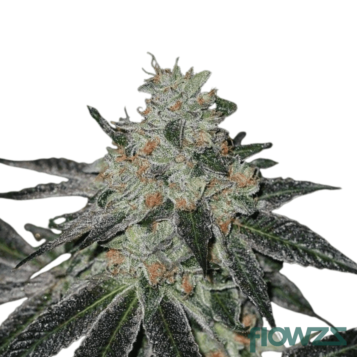 Crumbled-Lime-cannabis-strain