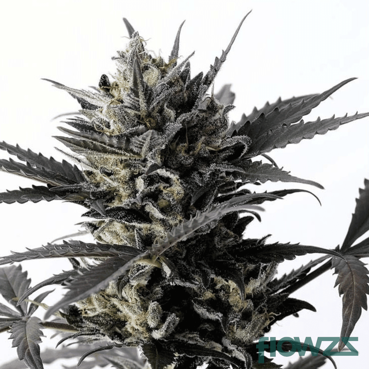 lemon-thrill-cannabis-strain