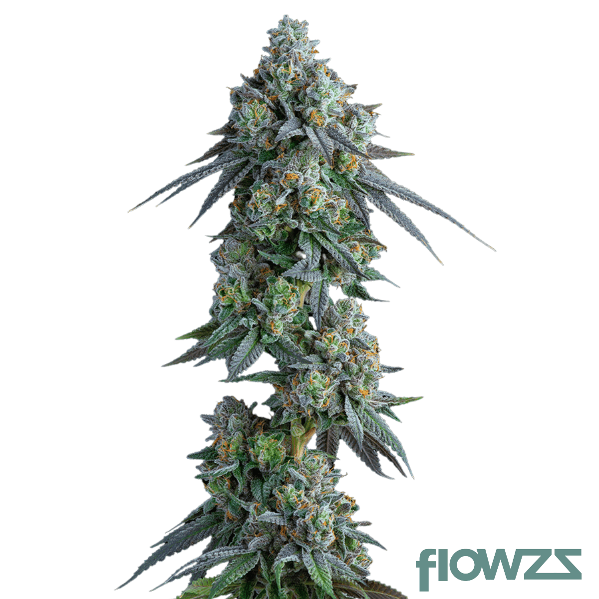 Parve-Gastro-Pop-cannabis