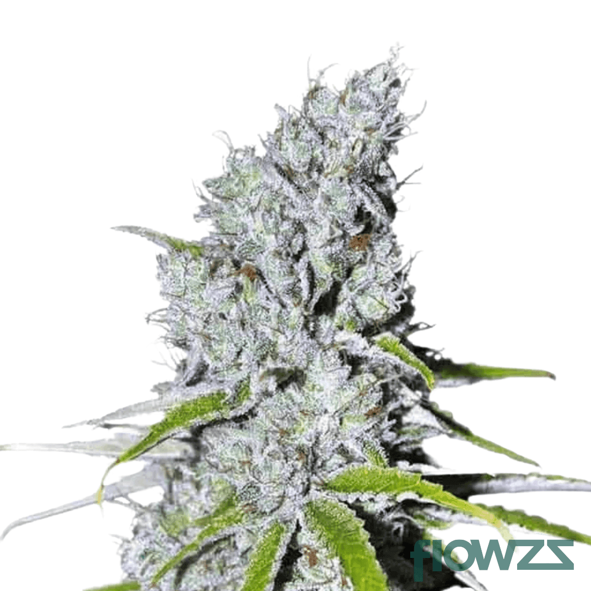 blue-skittlz-cannabis-strain
