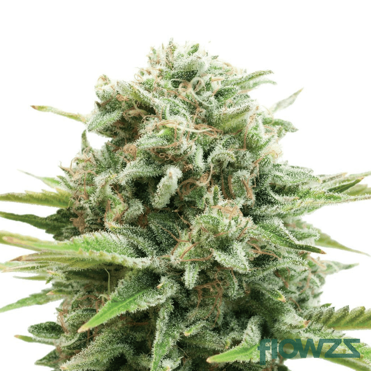 juggernaut-gas-breath-cannabis-strain