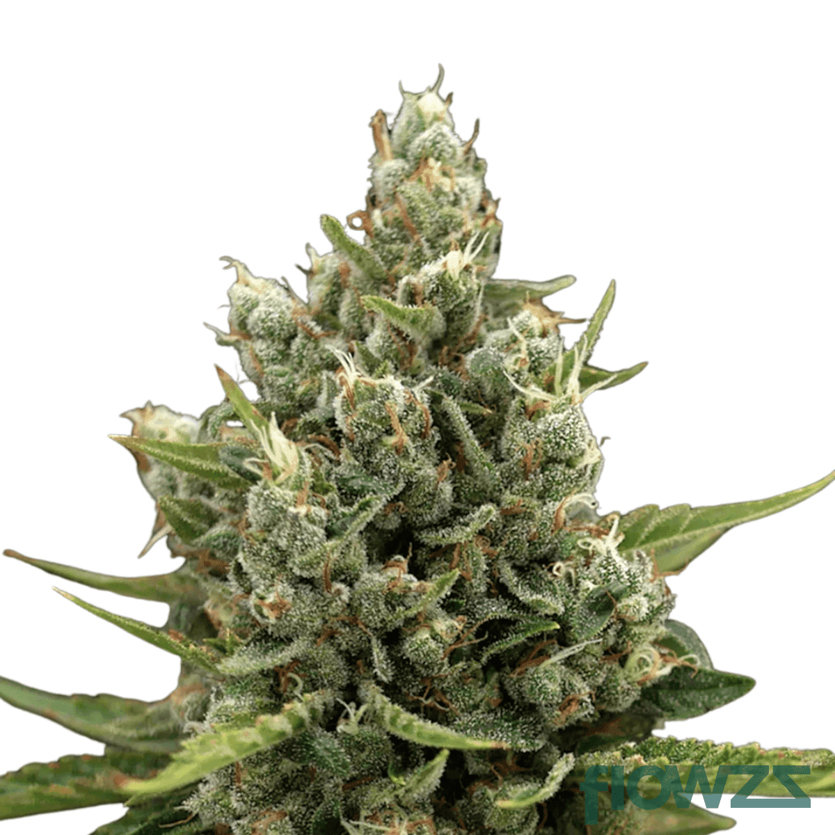 super-squishee-cannabis-strain