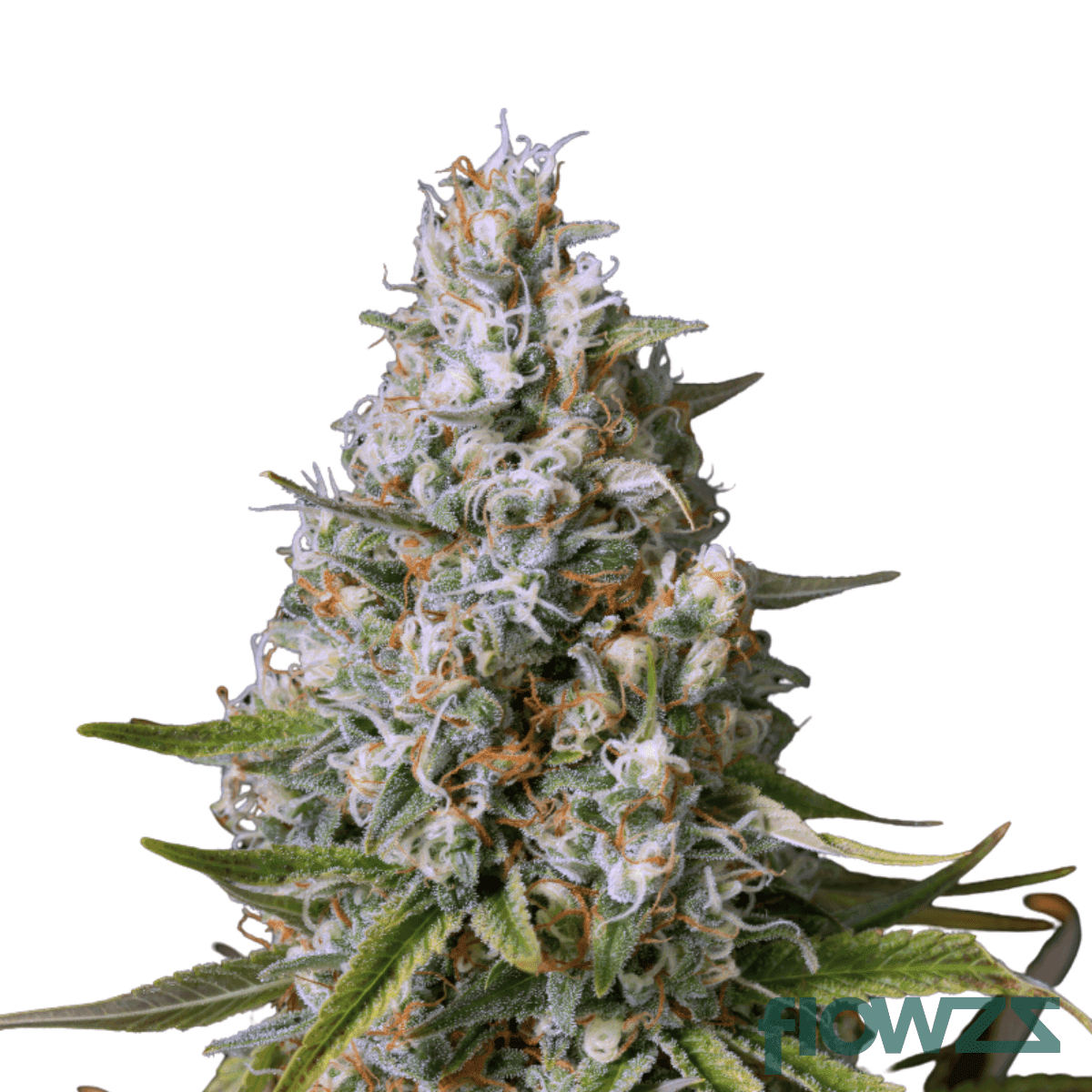 amnesia-lemon-cannabis-strain