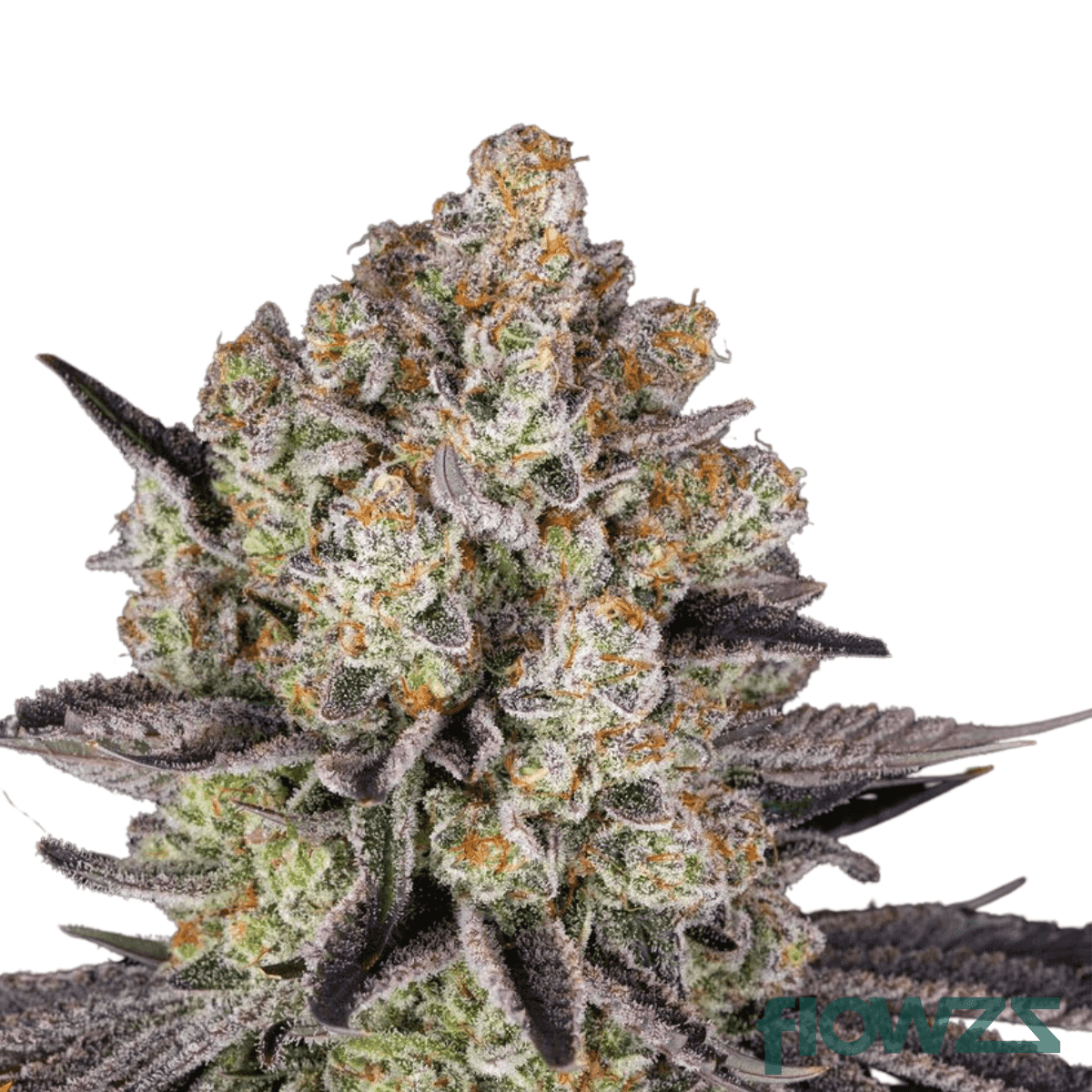 la-runtz-cannabis-strain