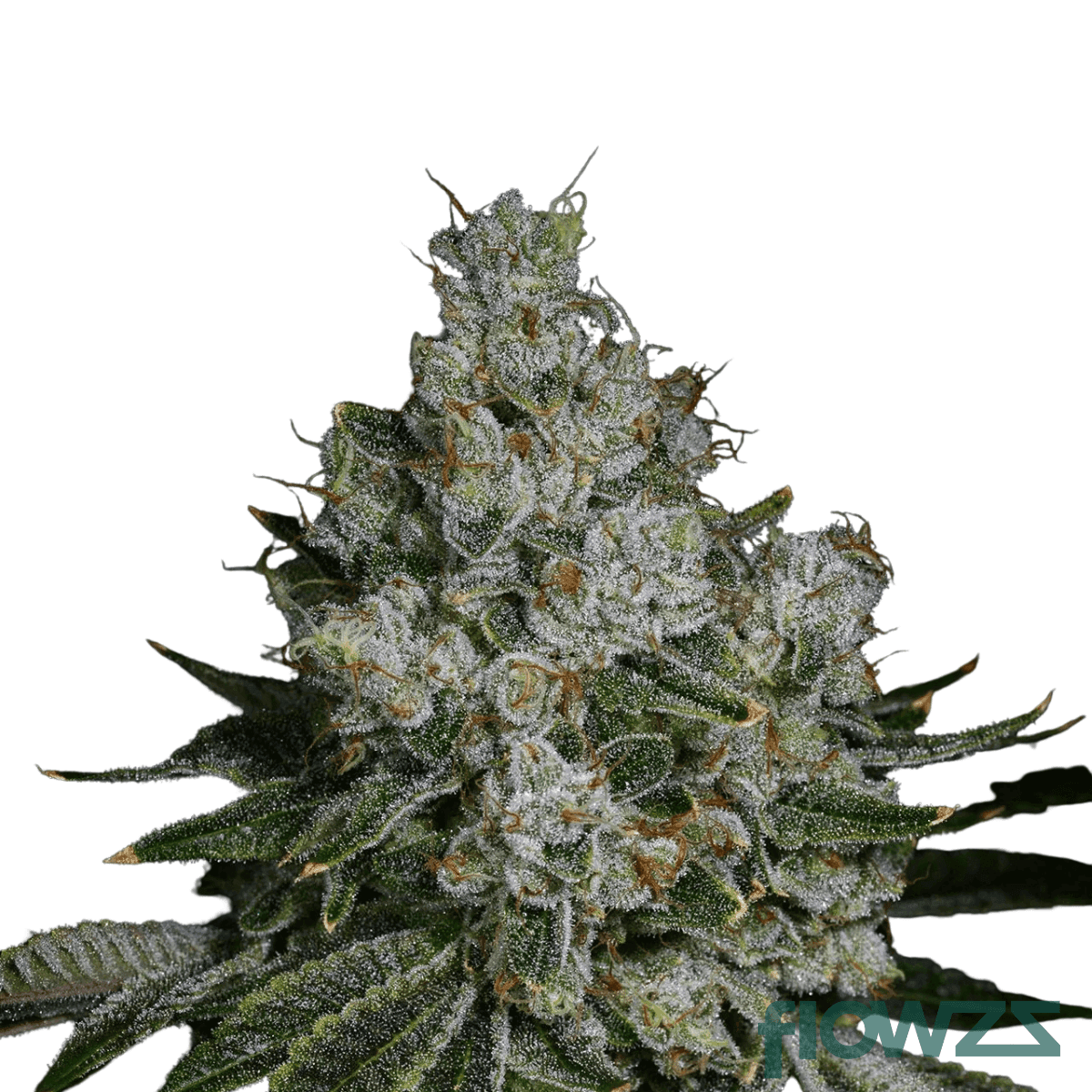 hot-white-garlic-cannabis-strain