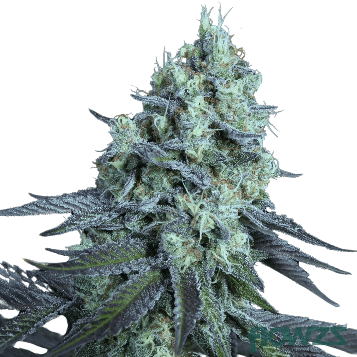 apricot-mints-strain