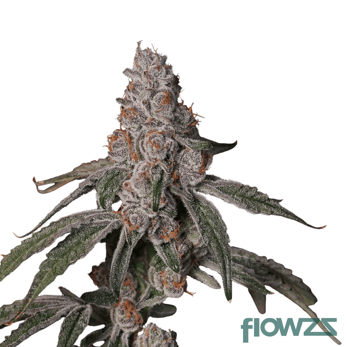 platinum-og-cannabis-strain