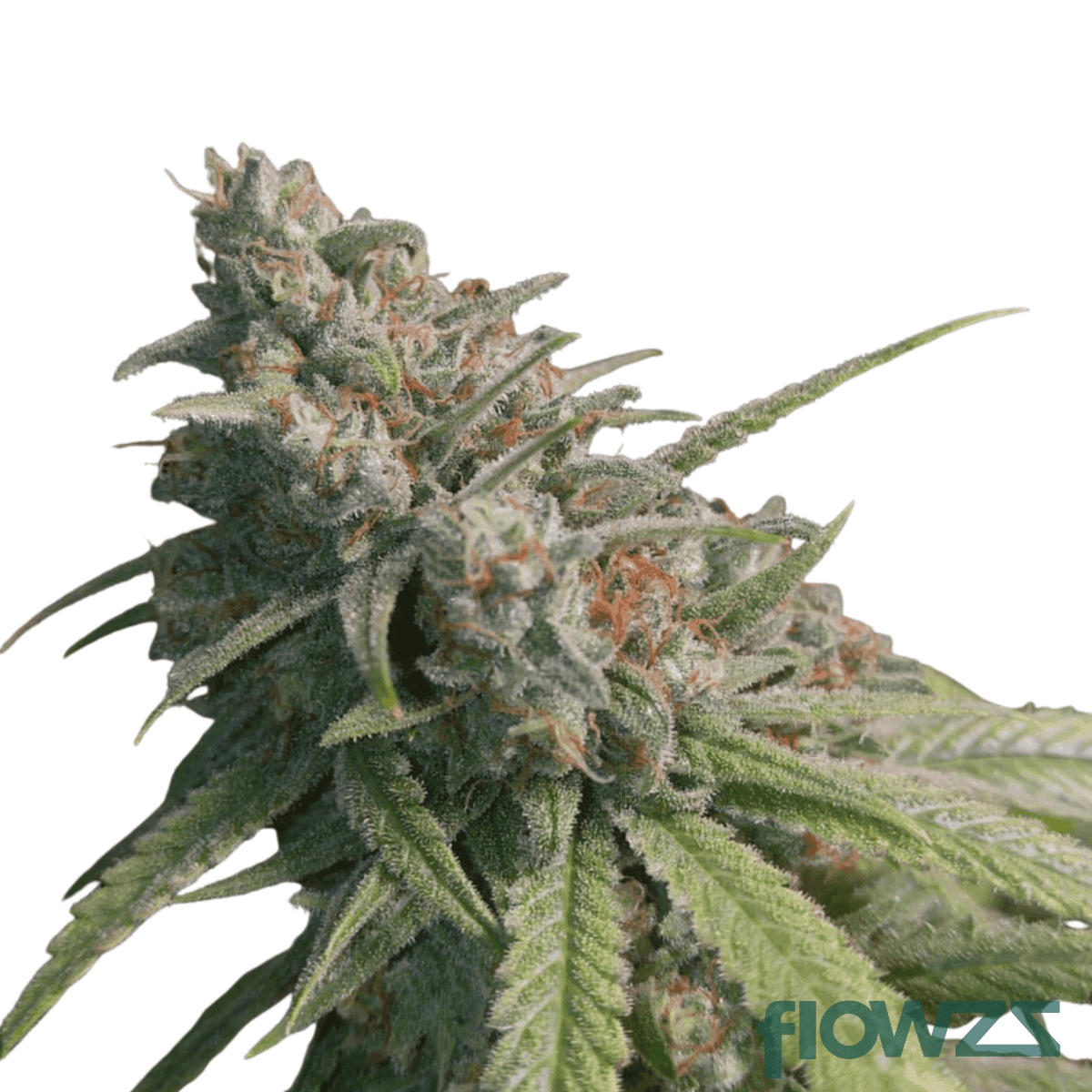 space-cannabis-strain