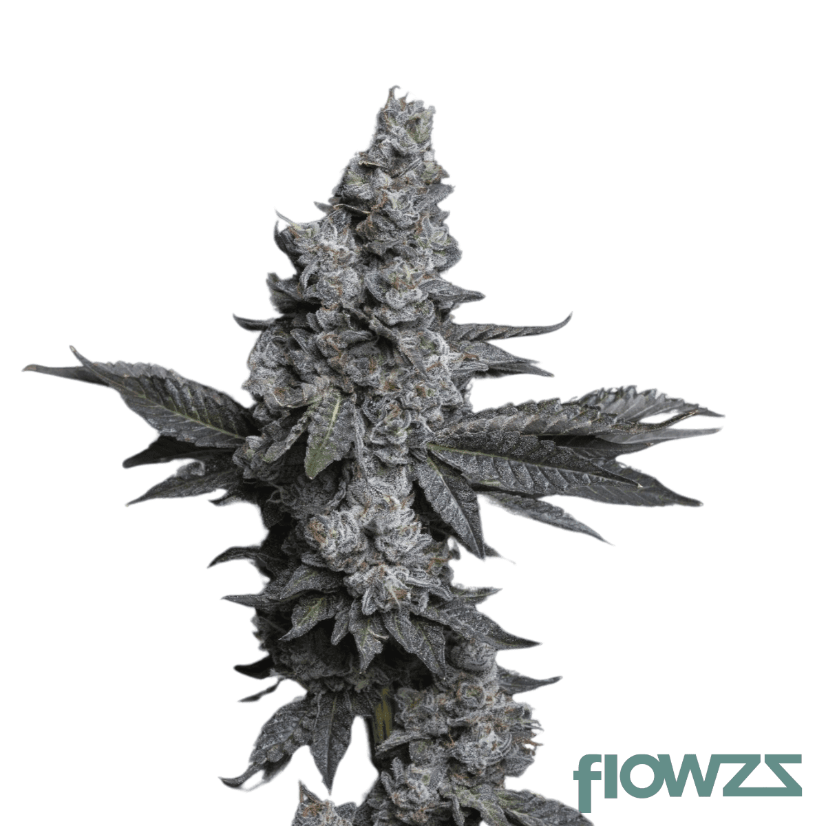 donny-burger-cannabis-strain