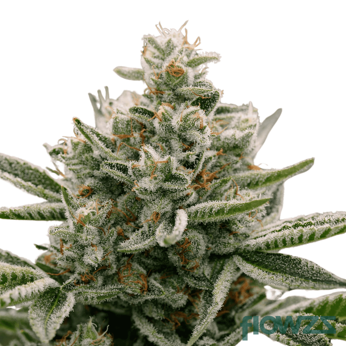 baked-animal-cannabis-strain