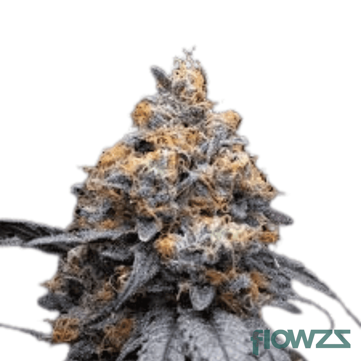 lilac-diesel-cannabis-strain