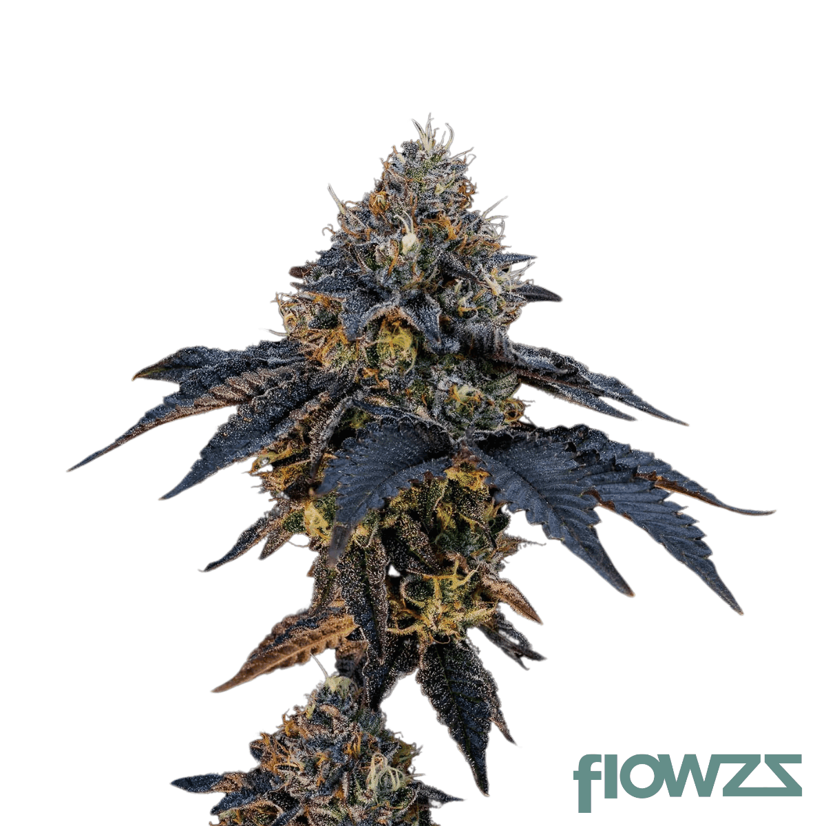 velvet-sherbet-cannabis-strain