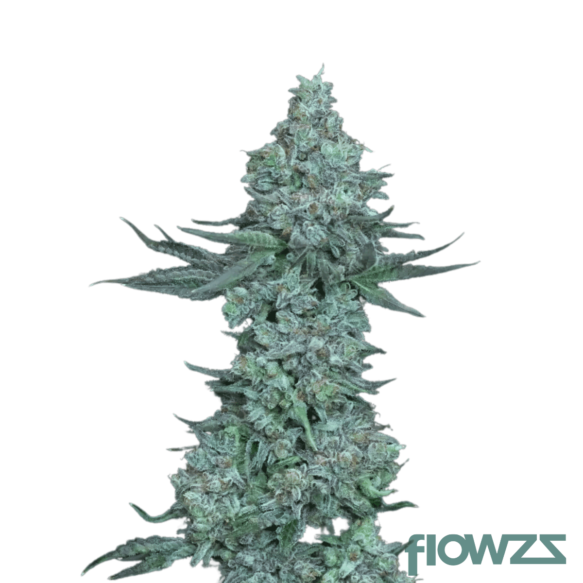 pablos-revenge-cannabis-strain