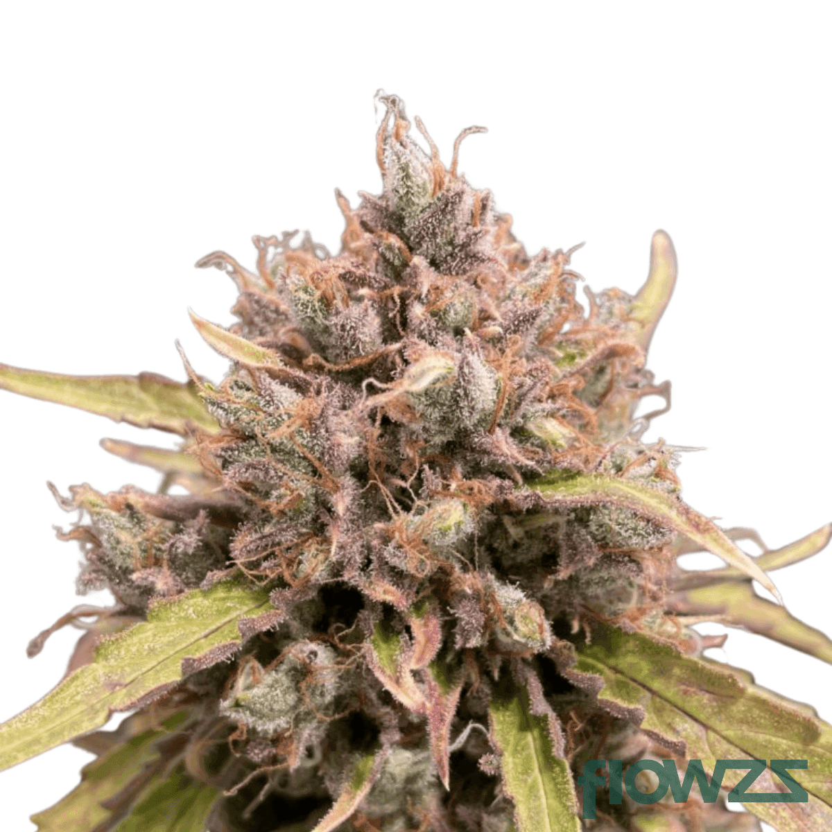 lemon-berry-candy-cannabis-strain