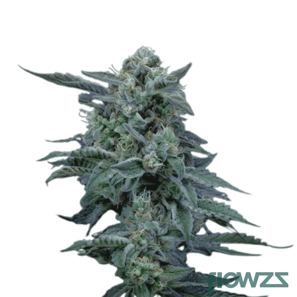 blunicorn-cannabis-strain