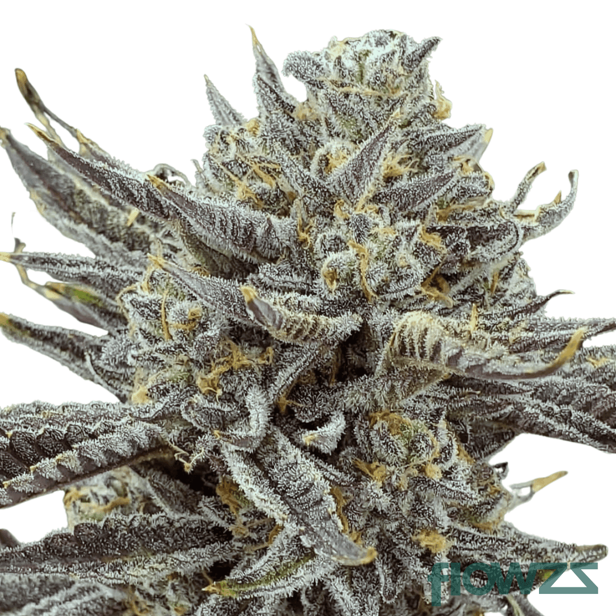 apes-in-space-cannabis-strain