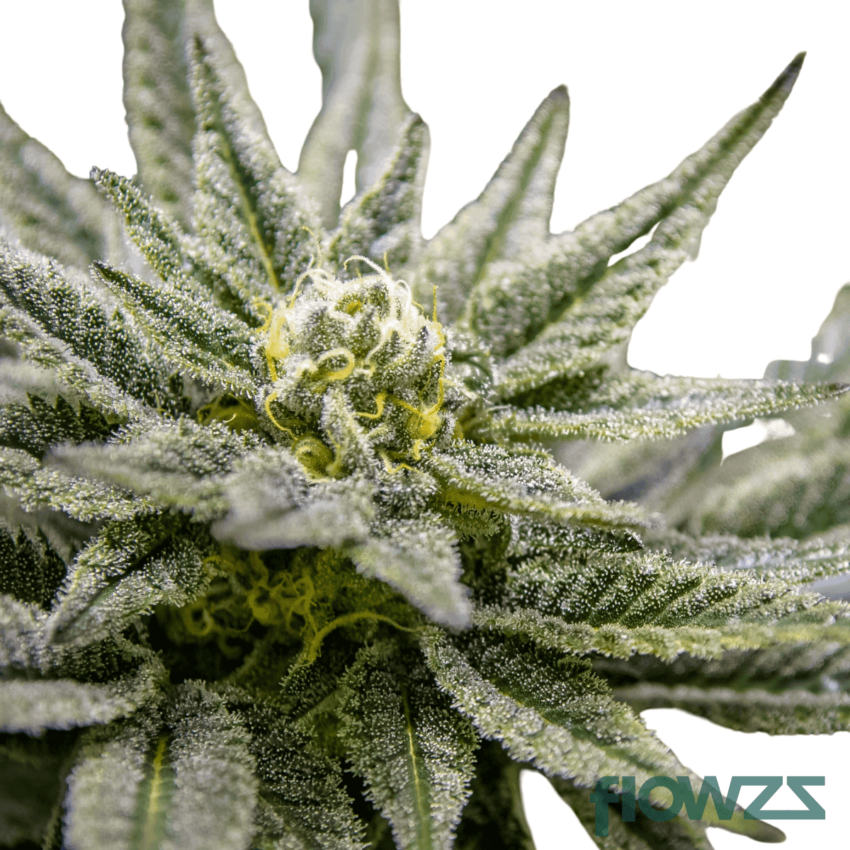 gorilla-queen-cannabis-strain