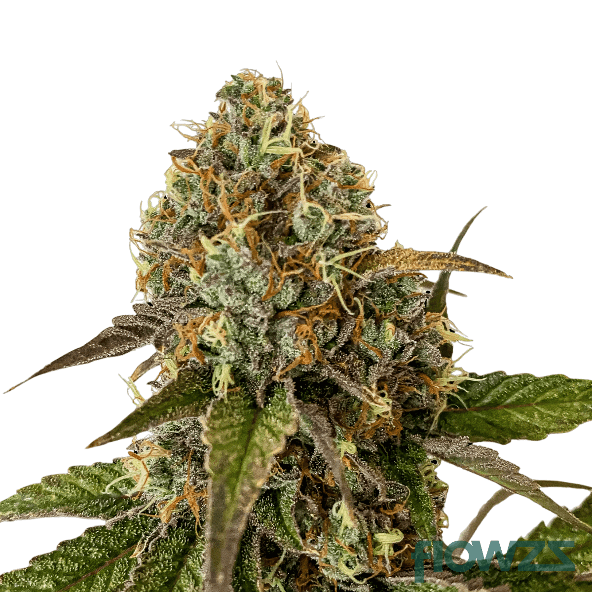 sunset-sherbet-cannabis-strain