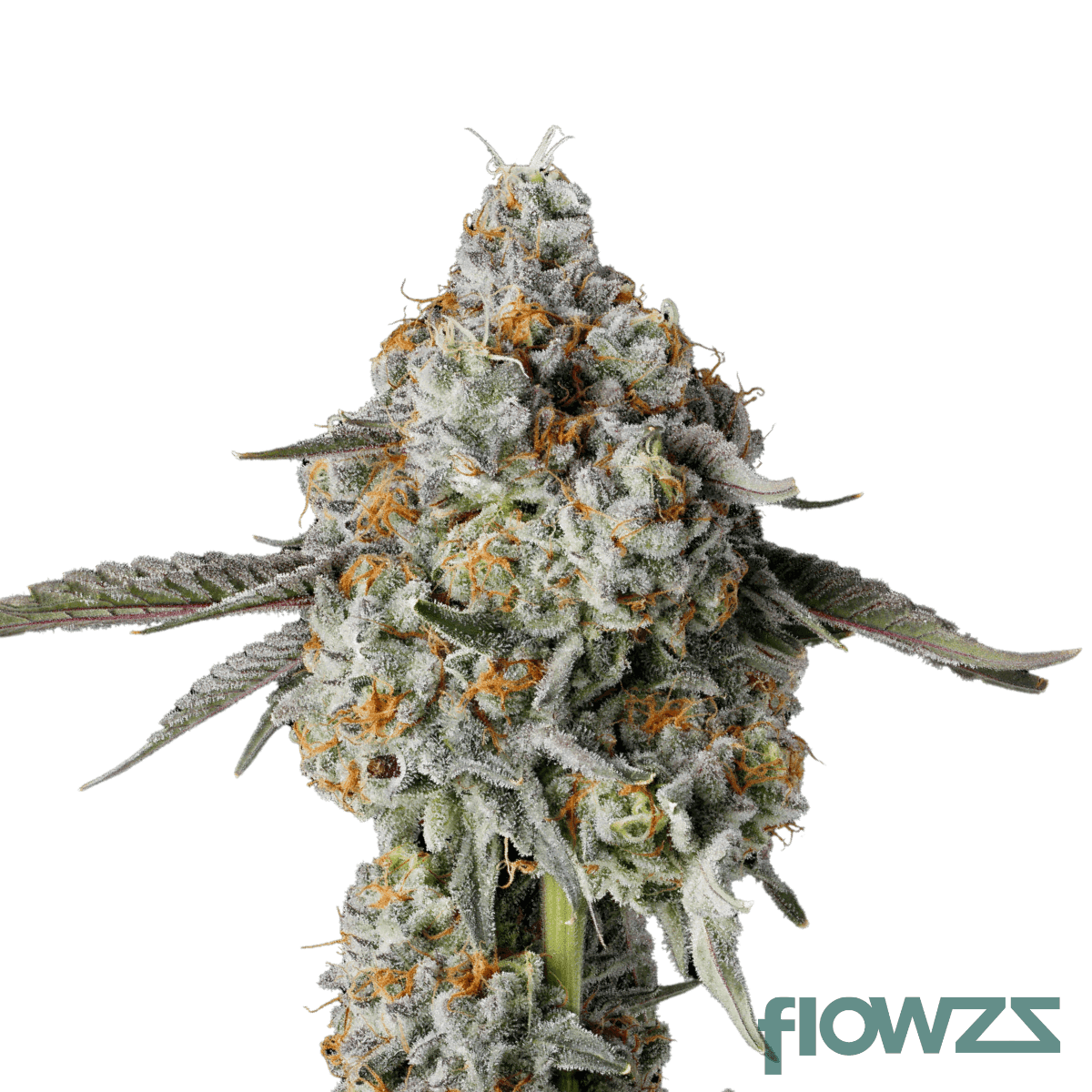 pink-d1-cannabis-strain