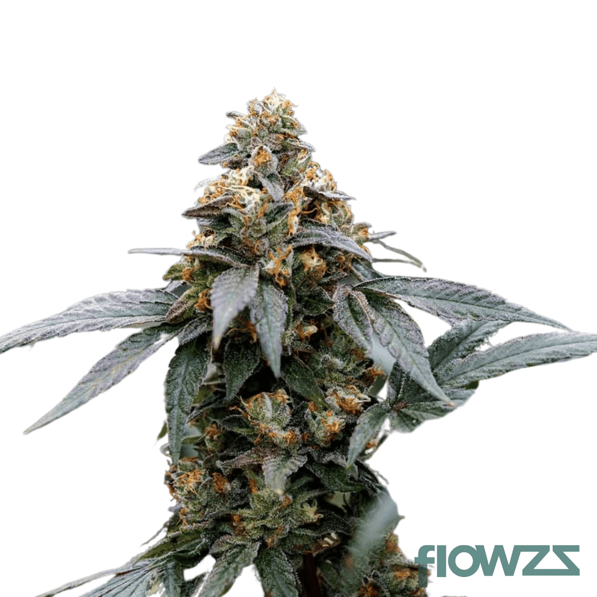 cold-dank-jelly-breath-cannabis-strain