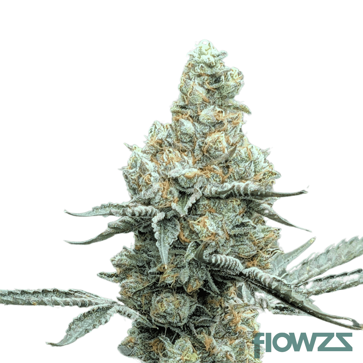 Sweet-Unicorn-Nugz-strain