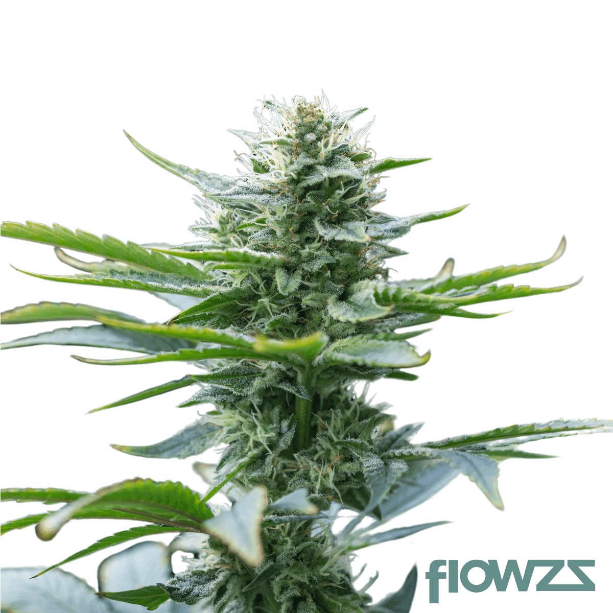 animal-face-sherb-crasher-strain