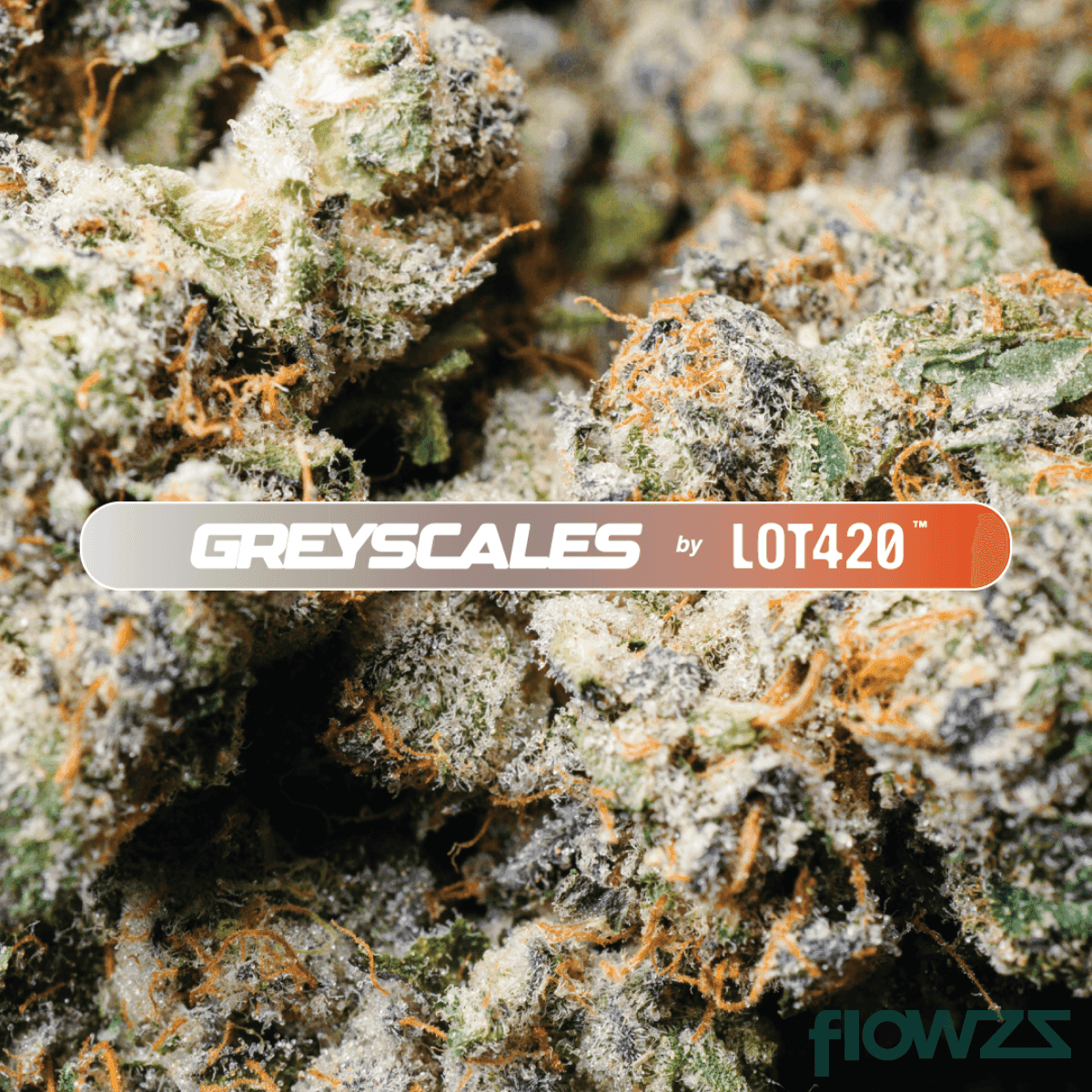 Greyscales AM 21/1 Animal Mints