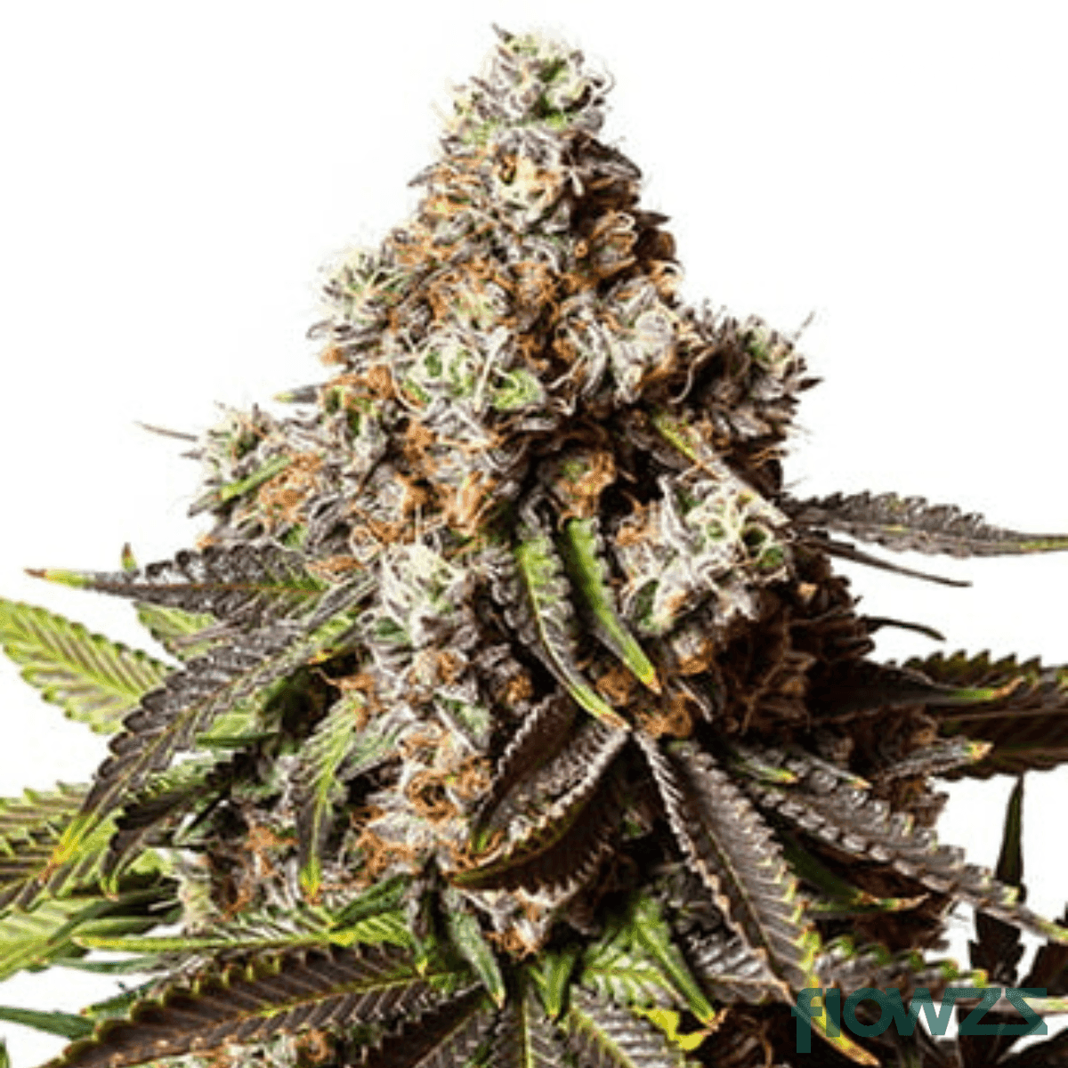 Better Than Your Gary Payton Strain