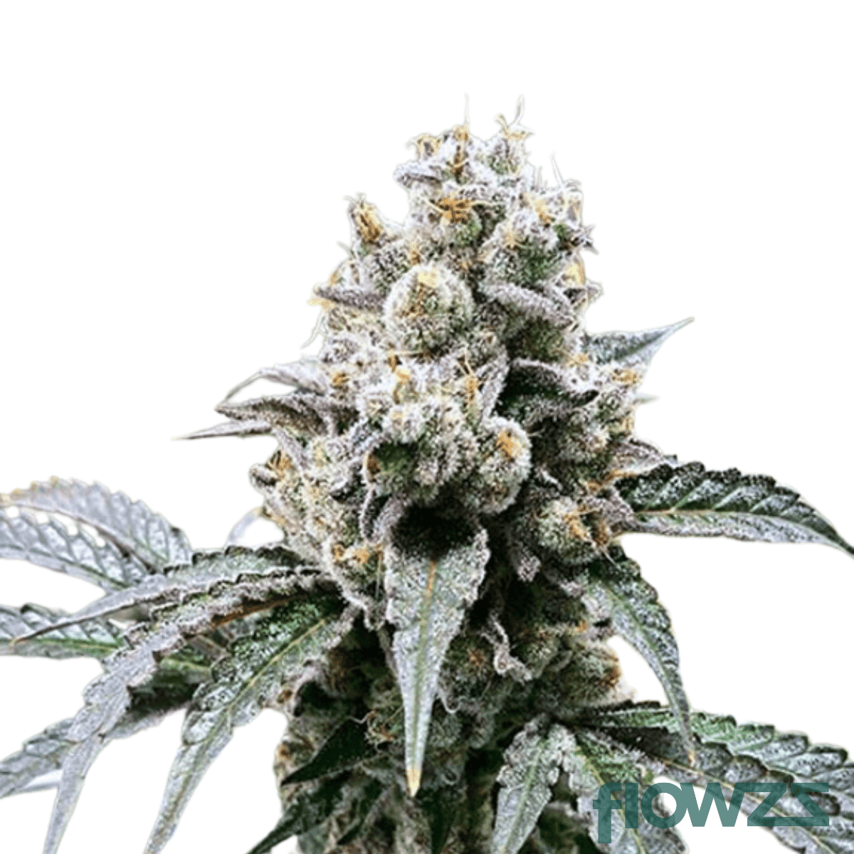 rainbow-cake-cannabis-strain