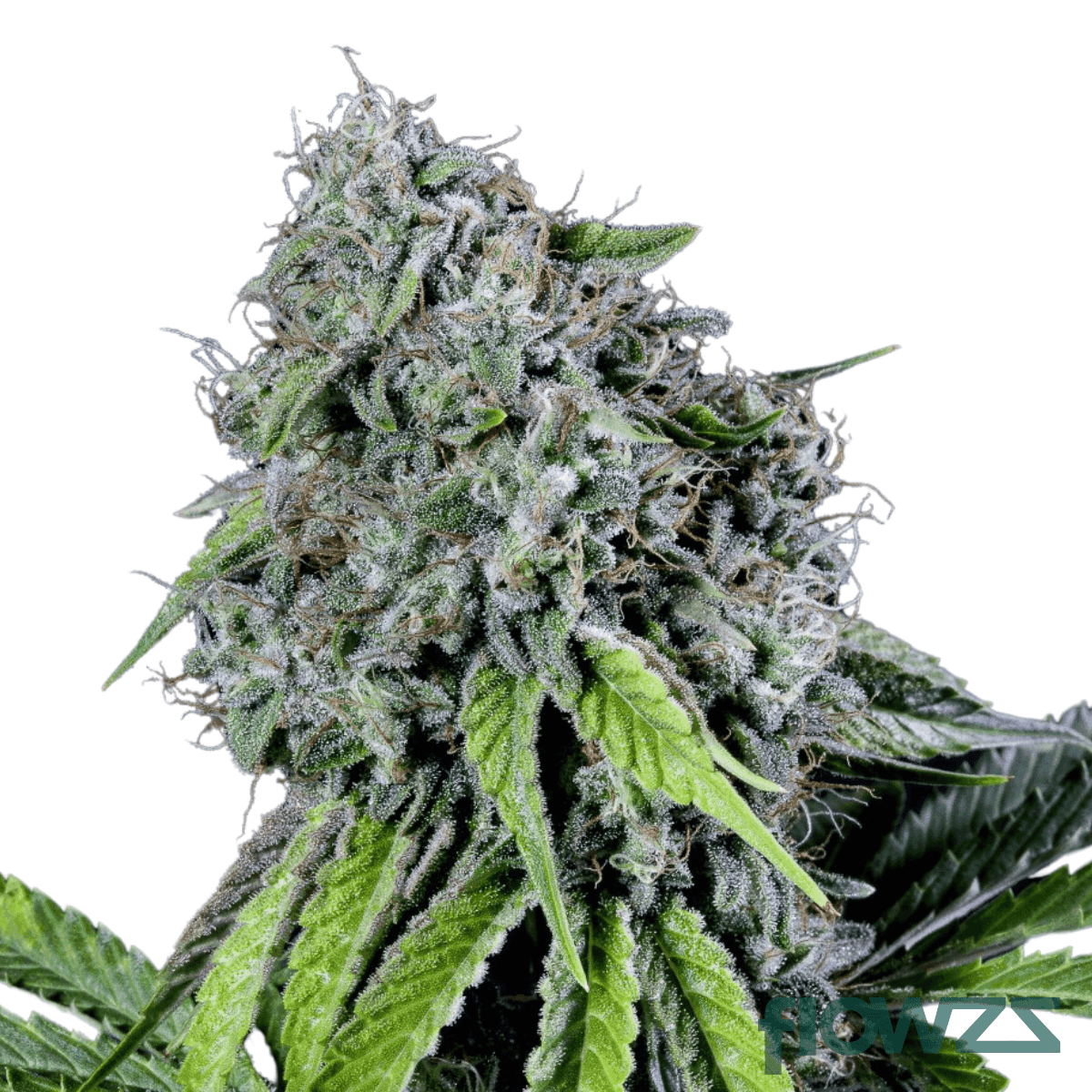 rs11-cannabis-strain