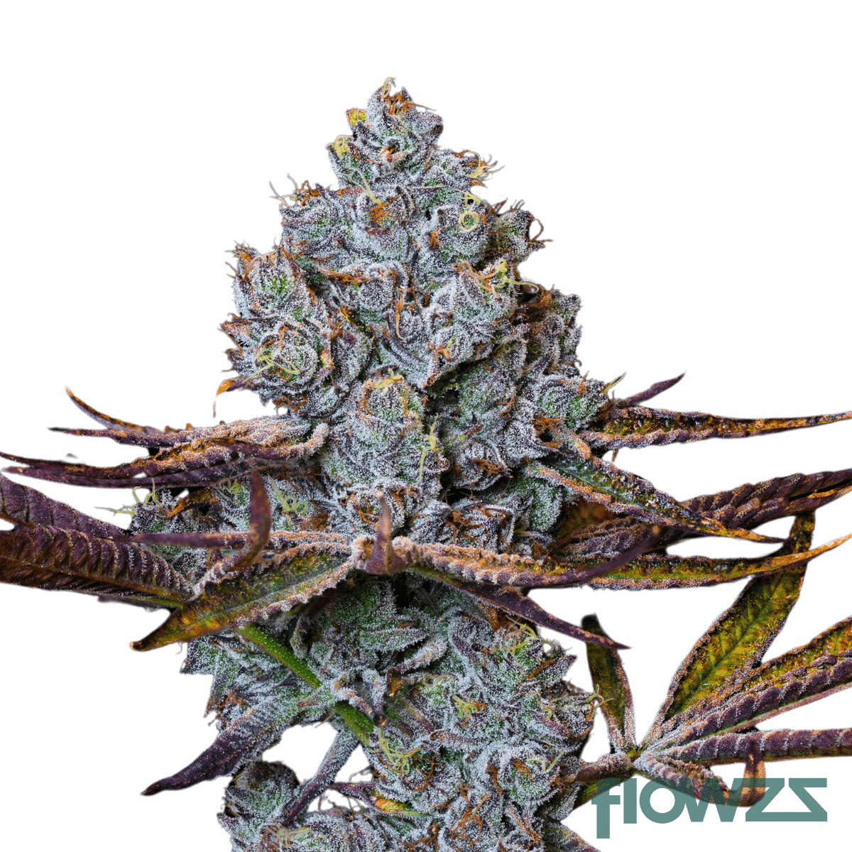 candy-pave-cannabis-strain