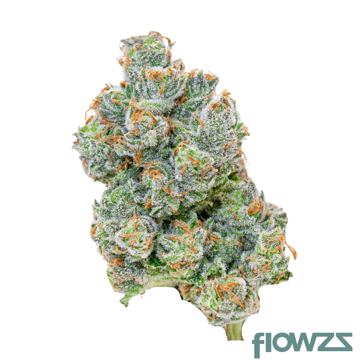 aleph-sana-aleph-green-24-1-doce-da-casa