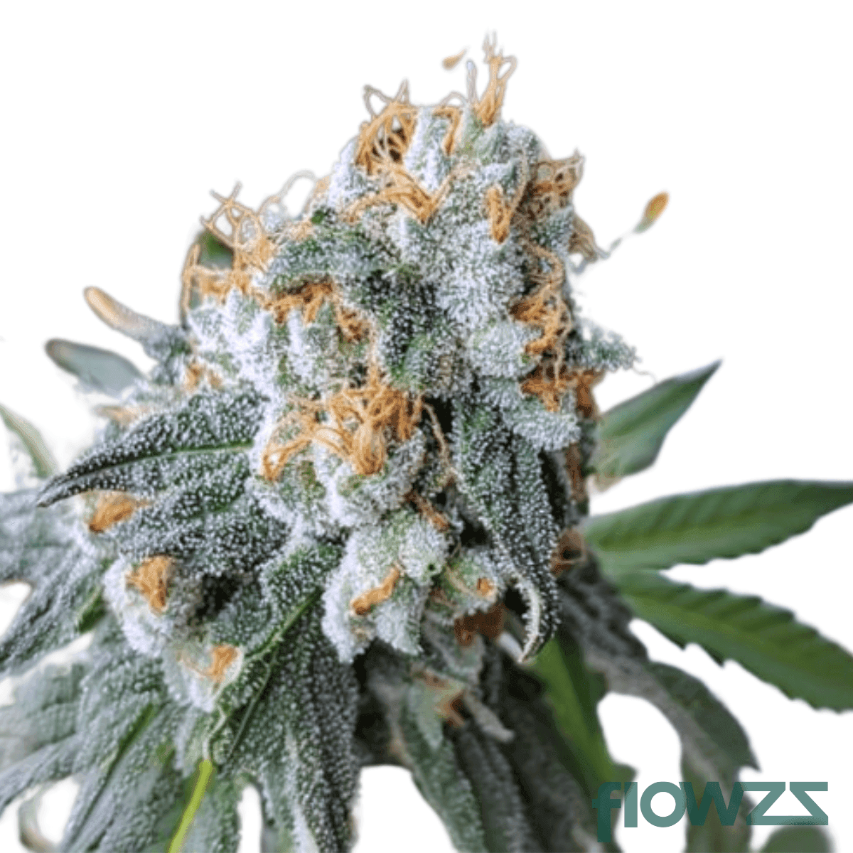 straigth-candy-gas-strain