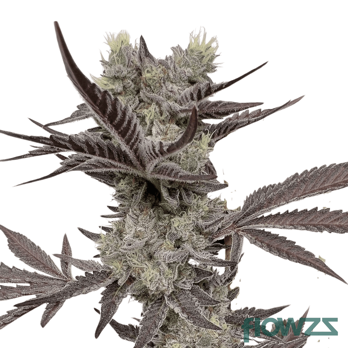 pucker-up-cannabis-strain