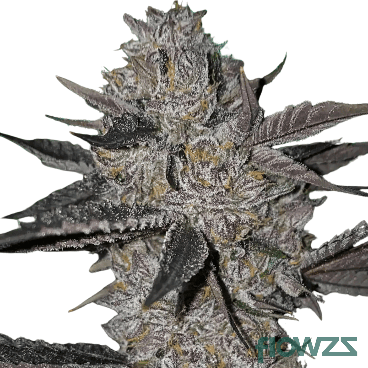 Platinum-Pave-strain