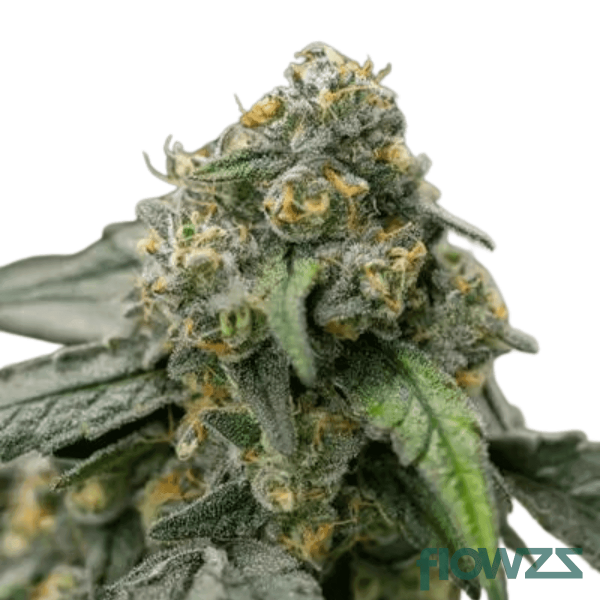 banana-marker-cannabis-strain